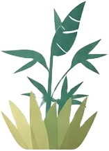 a plant with leaves in it.jpg